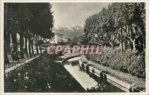 Cartes postales moderne Perpignan Les Quais Fleurs de la Basse au fond le Canigou