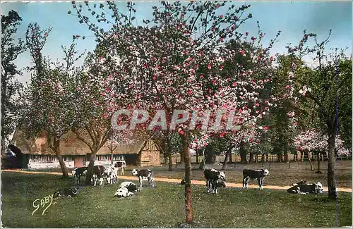 Cartes postales moderne La Normandie La Sieste Vahces