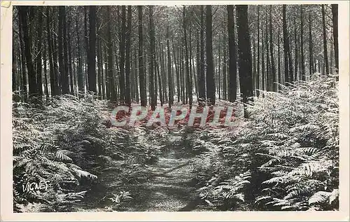 Cartes postales moderne Au pays Landais Sentier dans la Foret