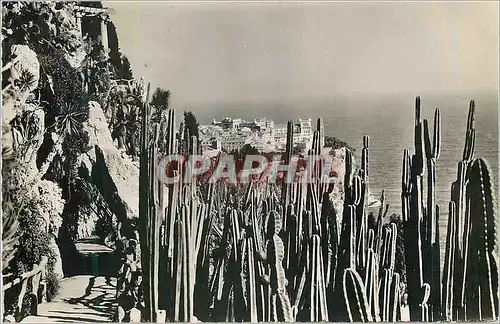 Cartes postales moderne Jardin Exotique de Monaco Vue sur Monaco