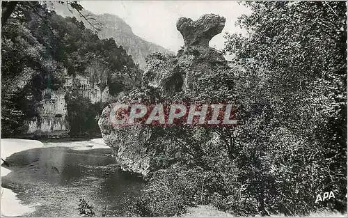 Cartes postales moderne Les Gorges du Tarn Le Champignon