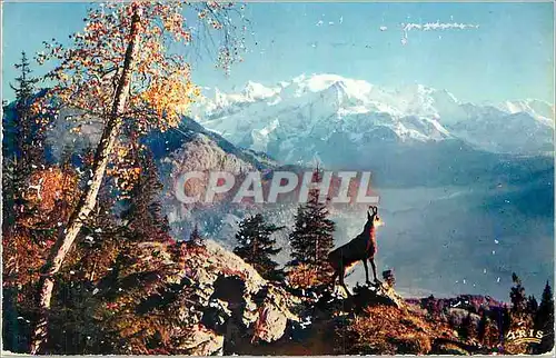 Cartes postales moderne Le Chamois des Alpes