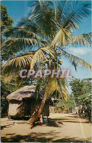 Cartes postales moderne Greetings from Martinique