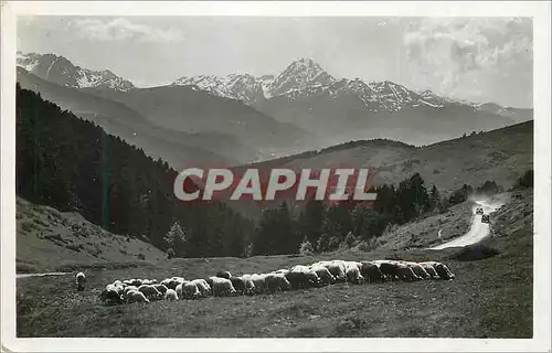 Cartes postales moderne Les Pyrenees Au col d Aspin Vue vers le pic du Midi Moutons