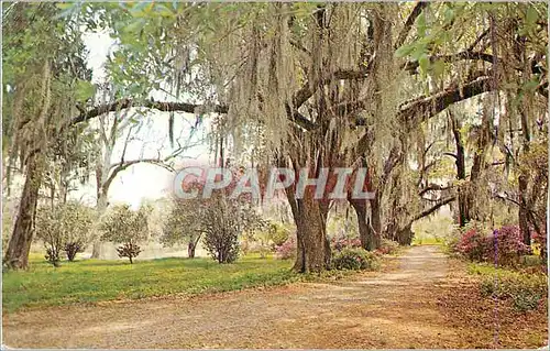 Cartes postales moderne Typical Louisiana Scene Spanish Moss Oak trees and Azaleas