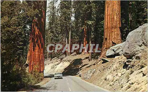 Cartes postales moderne Highway through the Redwood Trees Never to be forgotten