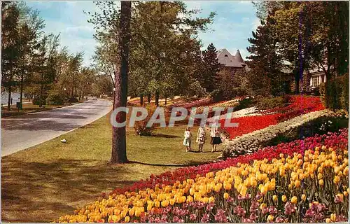 Cartes postales moderne Millions of flowers Dutch bulbs proveide Ottawa with an annual display of floral beauty unequall
