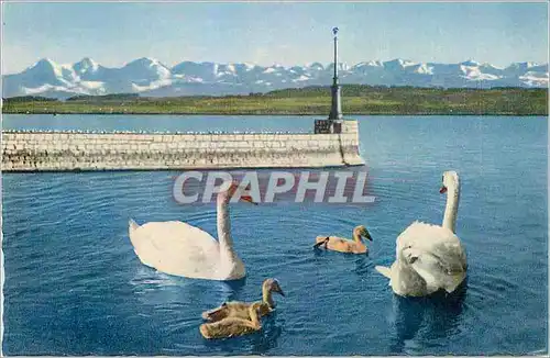 Cartes postales moderne Neuchatel Le port et les alpes  Cygnes