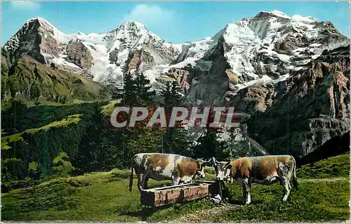 Cartes postales moderne Elger Monch und Jungfrau  Vaches