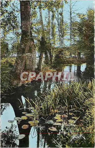 Cartes postales moderne La Venise verte Une conche