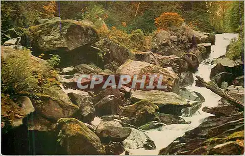 Cartes postales moderne The heart of Glen Lyn Gorge