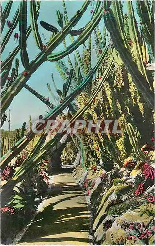 Cartes postales moderne Jardin Exotique de Monaco Allee des Cereus