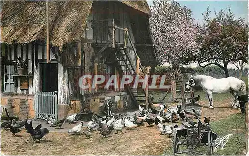 Cartes postales moderne La Normandie Devant la Ferme Cheval Poules