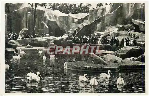 Cartes postales moderne Parc Zoologique du Bois de Vincennes Paris Museum National d'Histoire Naturelle