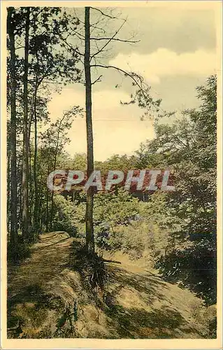 Cartes postales moderne Mont de l'Enclus Sous Bois Orroir Kluisberg