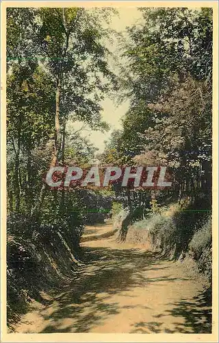Cartes postales moderne Mont de l'Enclus Chemin de la Tour Orroir Kluisberg