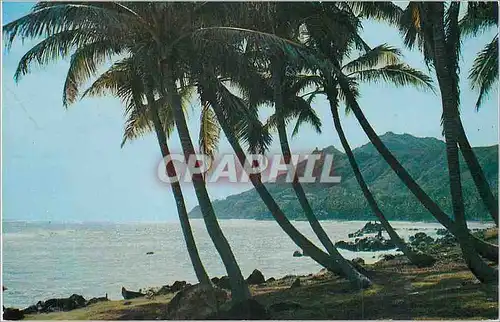 Cartes postales moderne Diamond Head from Black Point Cocoa Palms Silhouetted by the Semi Tropic