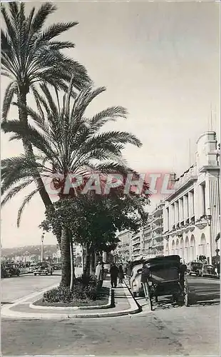 Cartes postales moderne Nice Palmiers sur la Promenade des Anglais