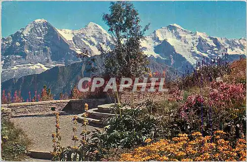 Cartes postales moderne Schynige Platte Alpengarten mit Eiger Monch und Jungfrau