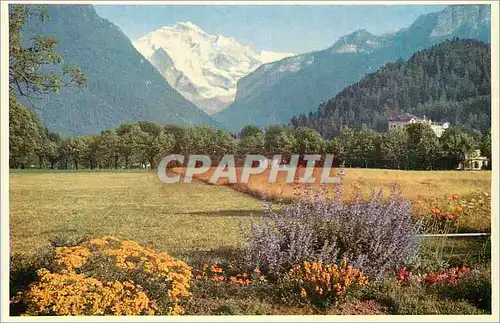 Cartes postales moderne Interlaken Jungfrau Berner Oberland