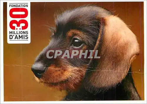Cartes postales moderne J'aime les Animaux Je les Protege et les Defends Chien