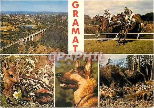 Cartes postales moderne Gramat (Lot) Vue Aerienne Generale Chevaux de Course Sangliers Chien