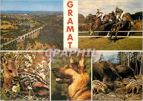 Moderne Karte Gramat (Lot) Vue Aerienne Generale Chevaux de Course Sangliers Chien