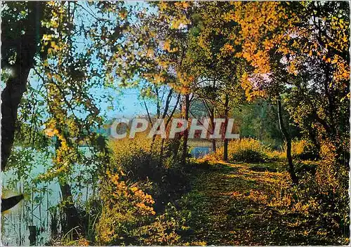 Moderne Karte En Sologne Sous Bois et Echappee sur un Etang