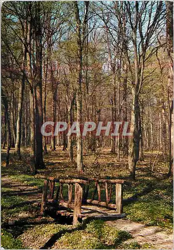 Cartes postales moderne Le Quesnoy (Nord) La Foret de Mormal