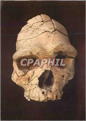 Cartes postales moderne Musee de l'Homme Les Premiers Habitants de l'Europe La Caune de l'Arago a Tautavel (Pyrenees Ori