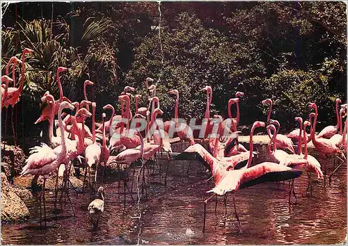 Cartes postales moderne Flamants Roses