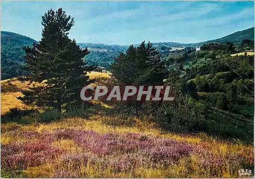 Cartes postales moderne Le Limousin Touristique La Bruyere en Flurs Tissait un Somptueux