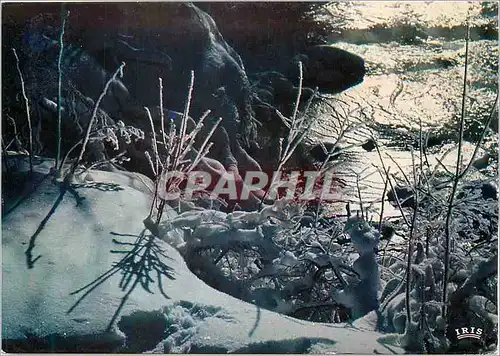 Cartes postales moderne Feerie Hivernale