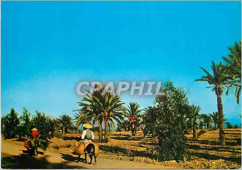 Cartes postales moderne Kerkennah a Travers l'Ile Ane Donkey