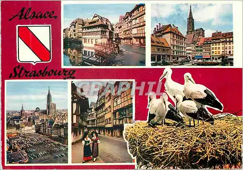 Moderne Karte Souvenir de Strasbourg (Alsace) Cigognes