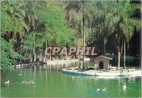 Cartes postales moderne Brasil Turistico Campinas Bosque dos Jequitibas