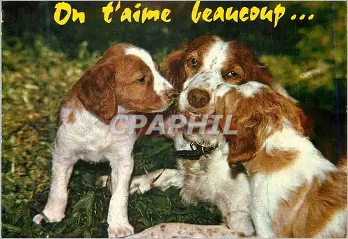 Cartes postales moderne On t'aime Beaucoup et on t'embrasse bien fort (Amour filial chez les Epagneuls Bretons) Chiens