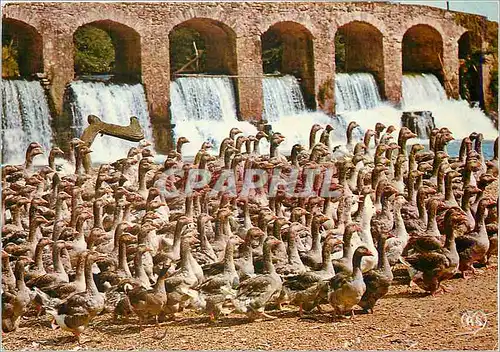 Cartes postales moderne En Parcourant nos Campagnes Un Elevage d'Oies