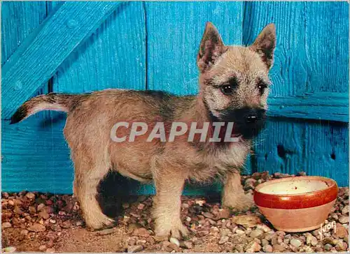 Cartes postales moderne Chiens et Chats nos Amis