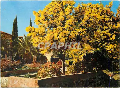 Cartes postales moderne Printemps aux environs de Saint Tropez La Cote d'Azur Couleurs et Lumiere de France Miracle de l