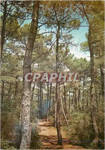 Cartes postales moderne Les Pins Maritimes Cote de l'Atlantique