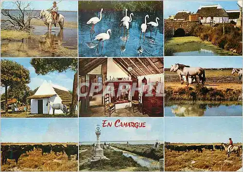 Cartes postales moderne En Camargue