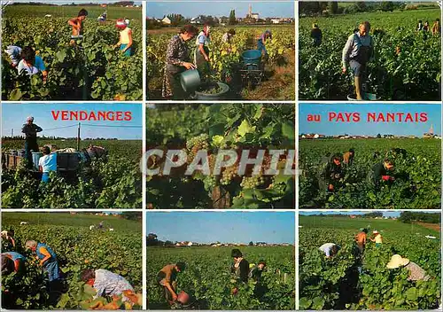 Moderne Karte Vendanges au Pays Nantais