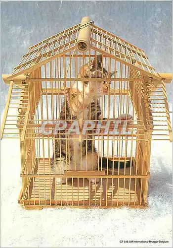 Cartes postales moderne Chat en cage