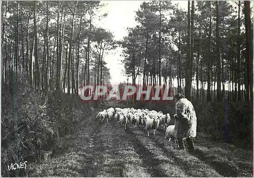 Moderne Karte Les Landes d'Autrefois Retour a la Bergerie Berger Moutons