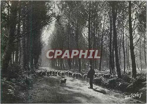 Moderne Karte Les Landes d'Autrefois Clairiere Ensoleillee