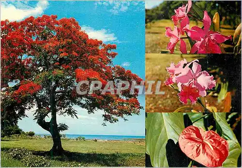 Cartes postales moderne Ile Maurice Le Flamboyant et Fleurs