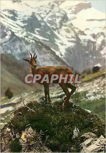Cartes postales moderne L'Isard Nos Belles Pyrenees