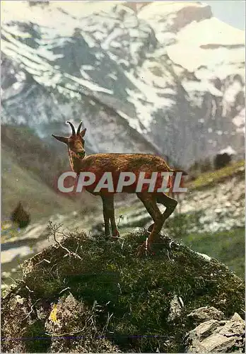 Moderne Karte L'Isard Nos Belles Pyrenees