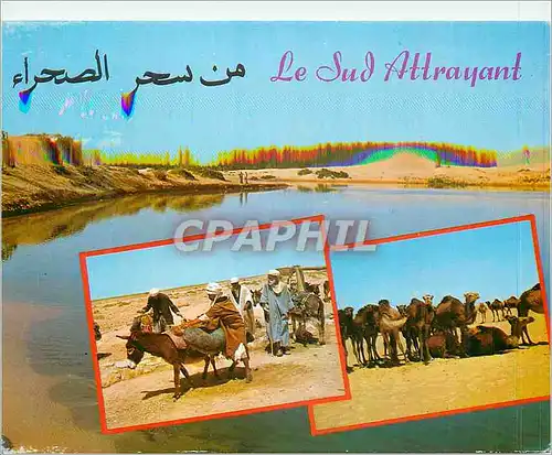 Cartes postales moderne Le Sud Attrayant Chameaux